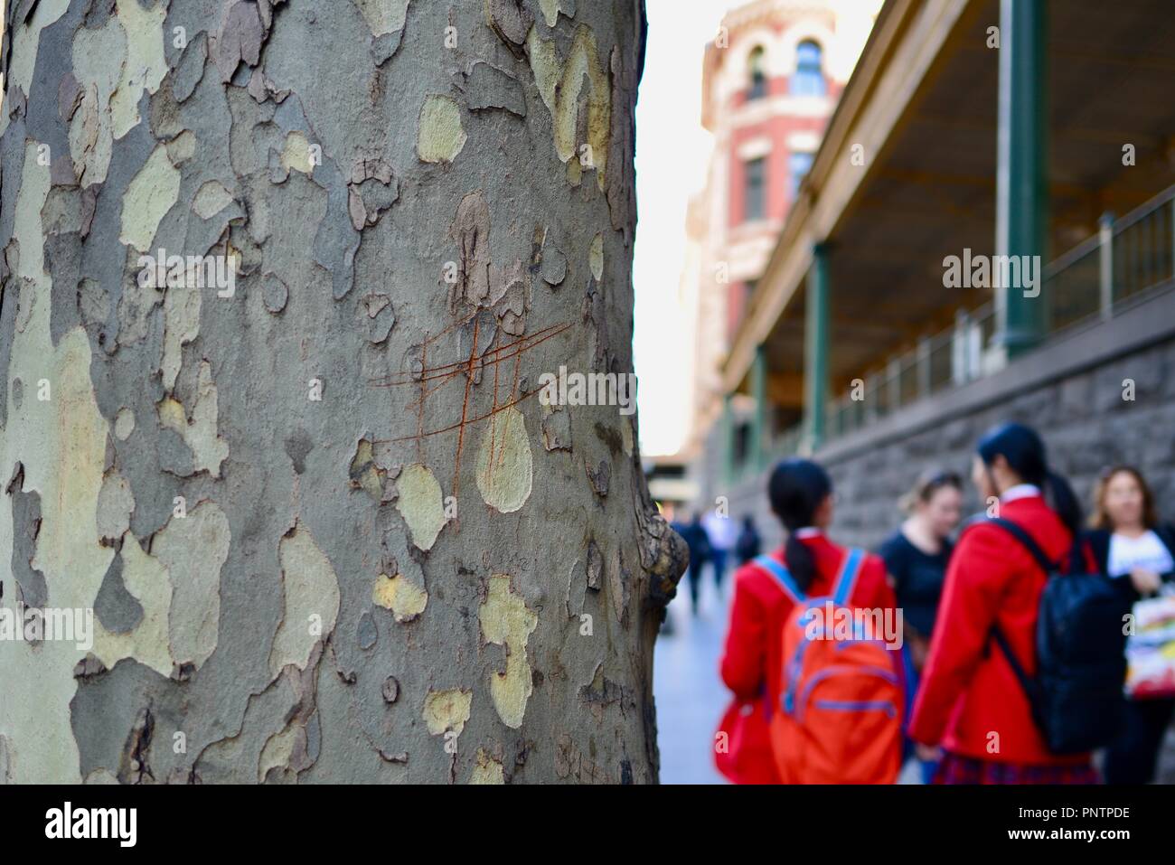 London plane tree crescono su Flinders Street, Melbourne VIC, Australia Foto Stock