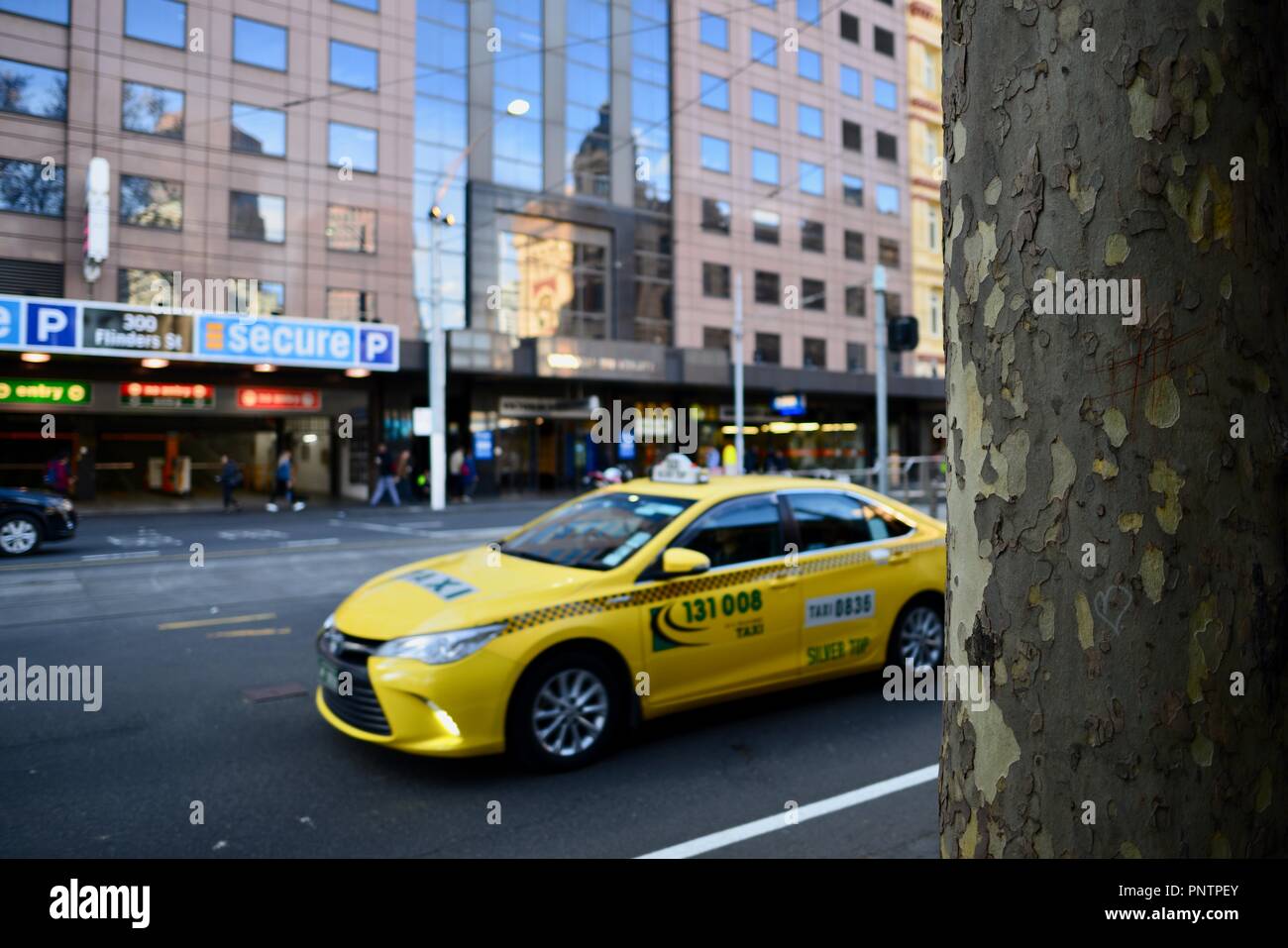 London plane tree crescono su Flinders Street, Melbourne VIC, Australia Foto Stock