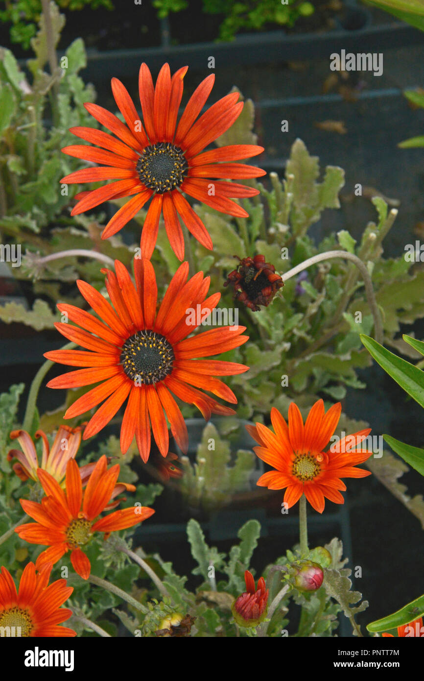 Close up di un potted Arctotis "Diavolo Rosso' African Daisy pronti per la semina Foto Stock
