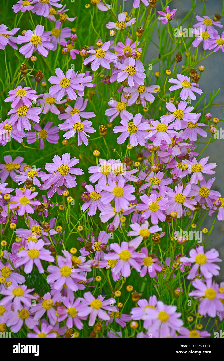 In prossimità di una fioritura Coreopsis "sogno americano" in un giardino cottage Foto Stock
