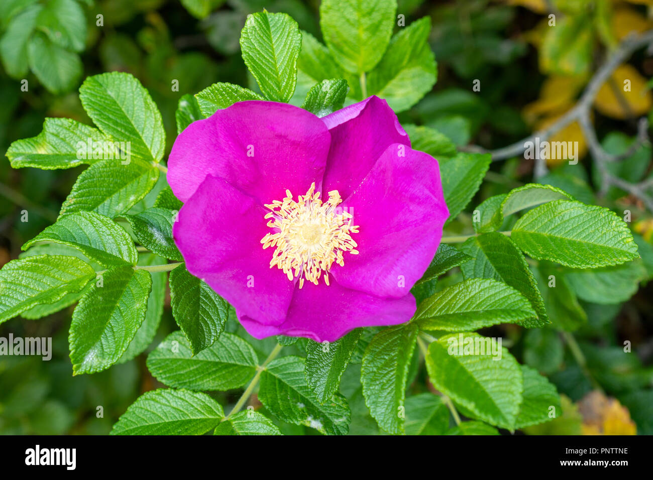 Fiore rosa di rosa canina (Rosa canina) o di radica (sweetbrier) su una boccola in giardino Foto Stock