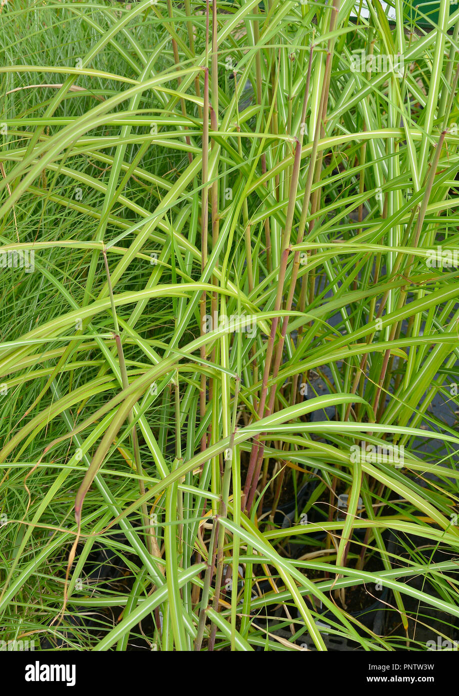 Close up dell'erba Miscanthus sinensis 'Malepartus' Foto Stock