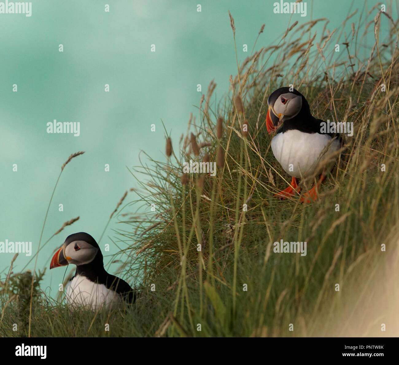 I puffini sul sito di nido sulla scogliera Edge Foto Stock
