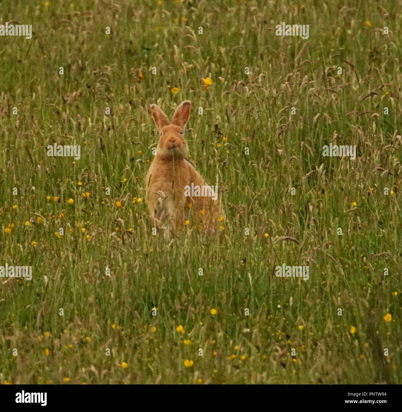 La si vede raramente Golden Lepre di Rathlin Island Foto Stock