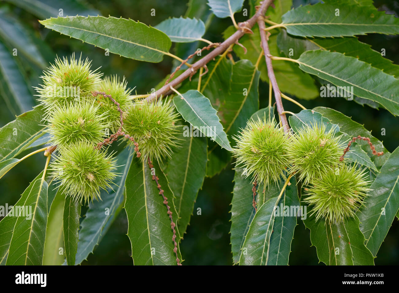 Sweet Chestnut - Castanea sativa foglie e castagne su albero Foto Stock