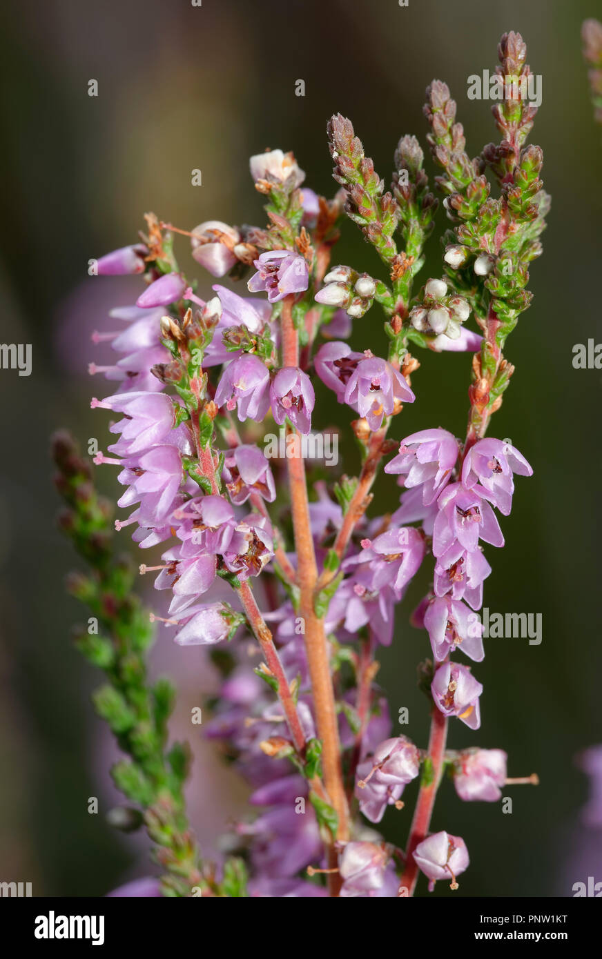 Heather - Calluna vulgaris Glen Feshie, Caingorms, Scozia Foto Stock