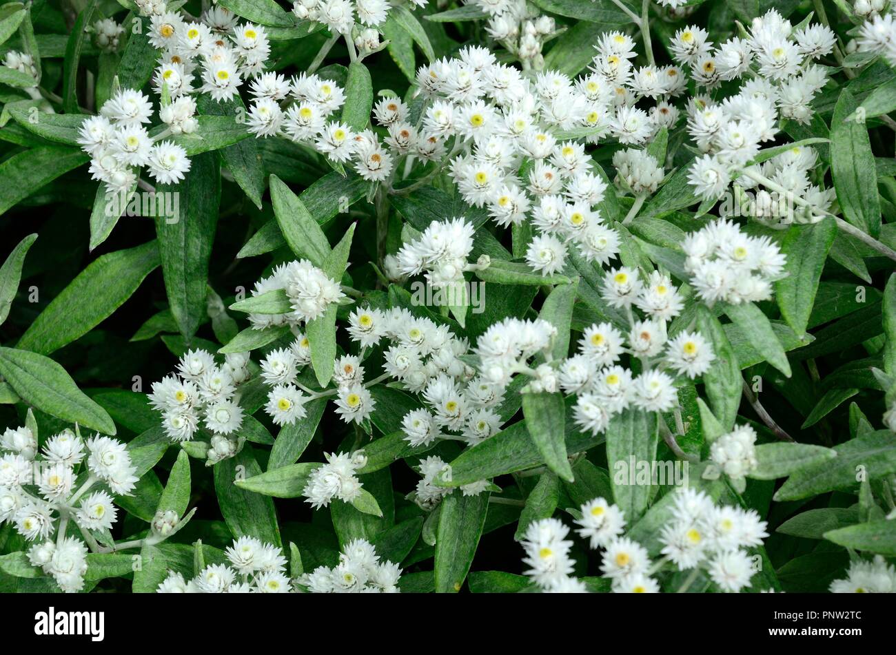 Anaphalis tripinervis Sommerschnee grappoli di fiori di colore bianco grigio verde fogliame Foto Stock