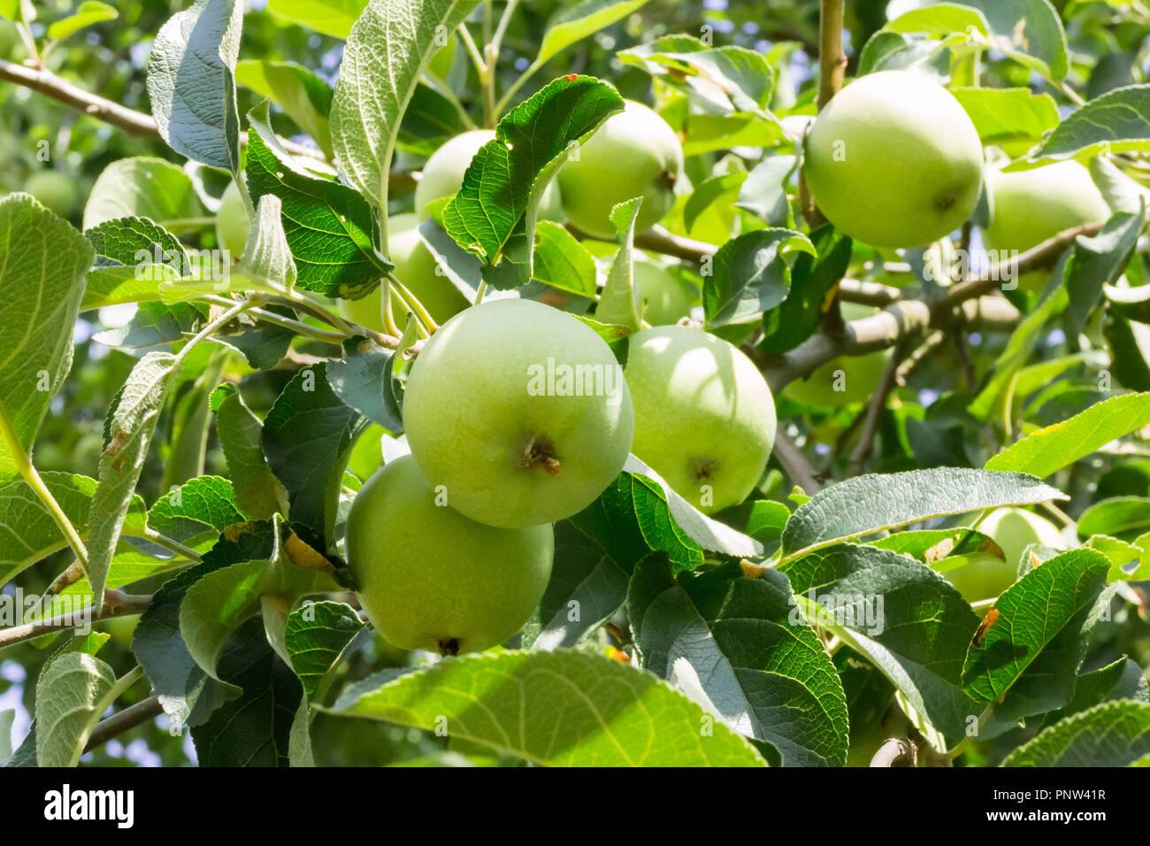 Mazzetto di verde non maturate le mele sul ramo con foglie Foto Stock