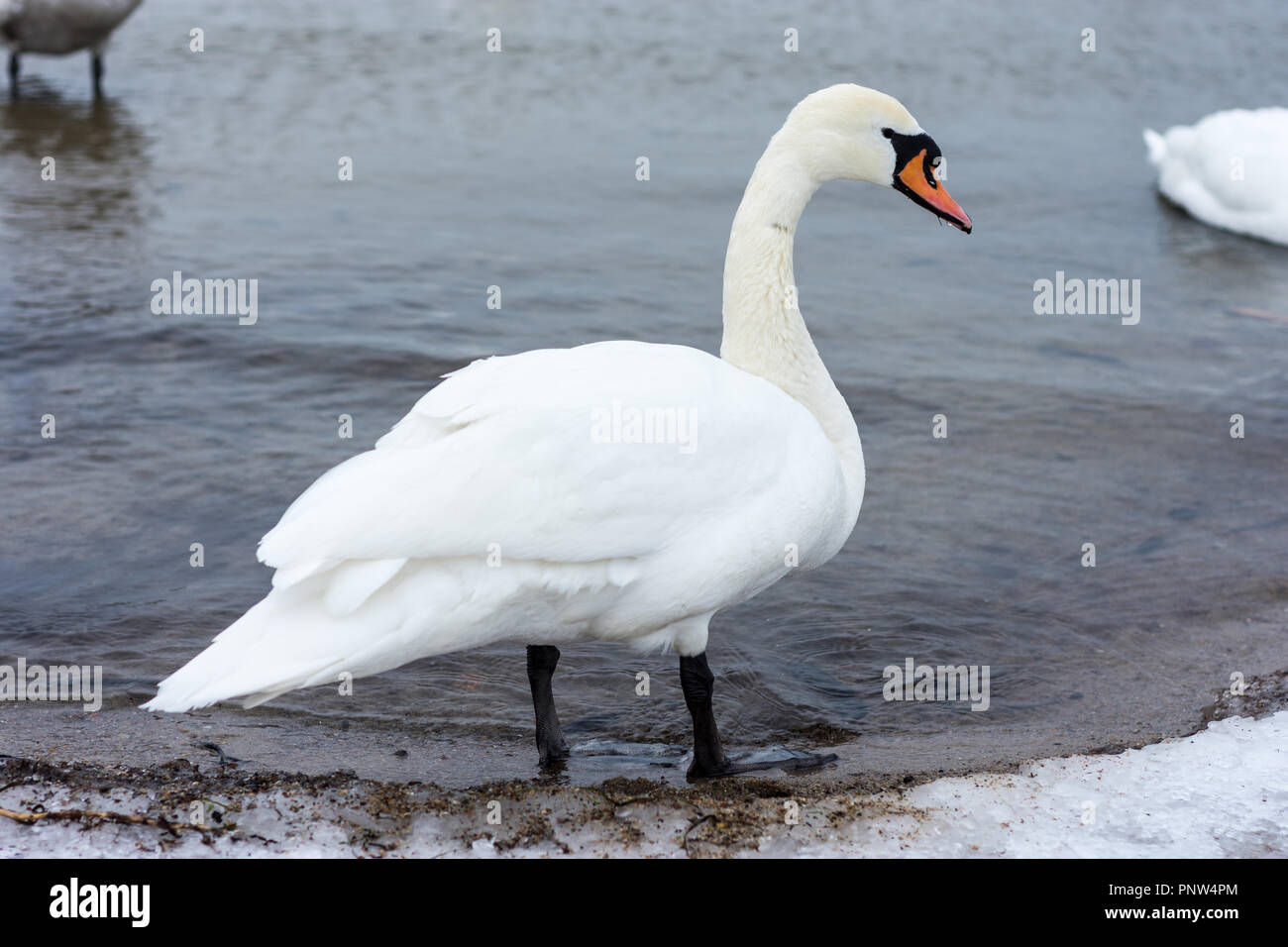 Un riscaldamento del cigno di se stesso prima di andare in il congelamento del mar baltico durante il periodo invernale in Polonia settentrionale Foto Stock