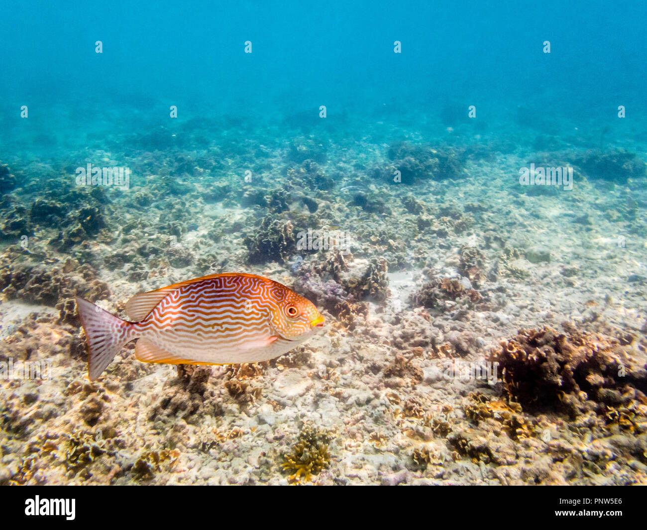 Le foto subacquee di Vermiculated Spinefoot o Siganus Vermiculatus è un bellissimo mare pesce nuotare sopra la barriera corallina a Koh Nang Yuan island in Foto Stock