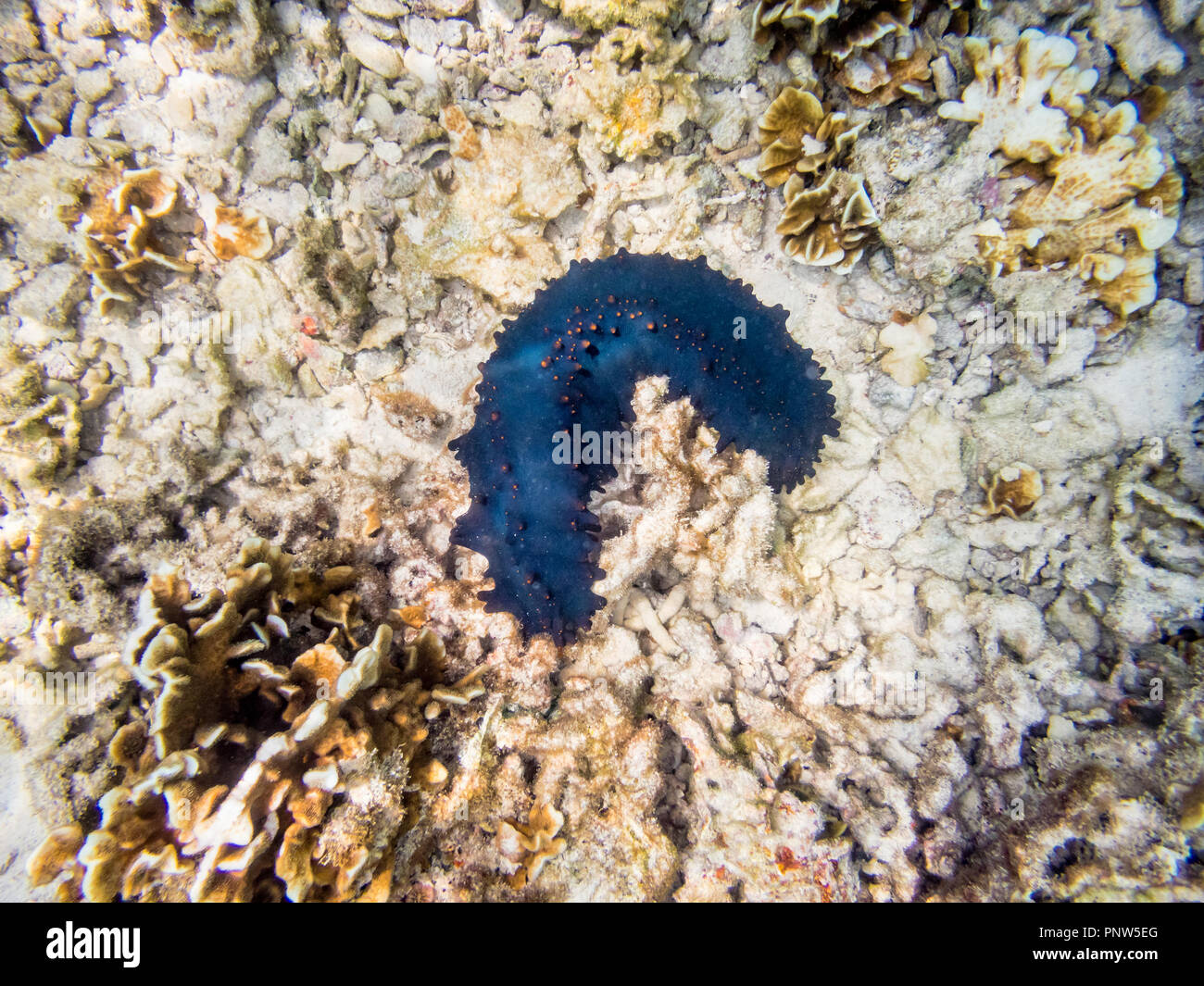 Le foto subacquee di cetriolo marittimo o Holothuroidea è un animali marini con un nero e coriacea pelle e un corpo allungato contenente un singolo a Ko Foto Stock