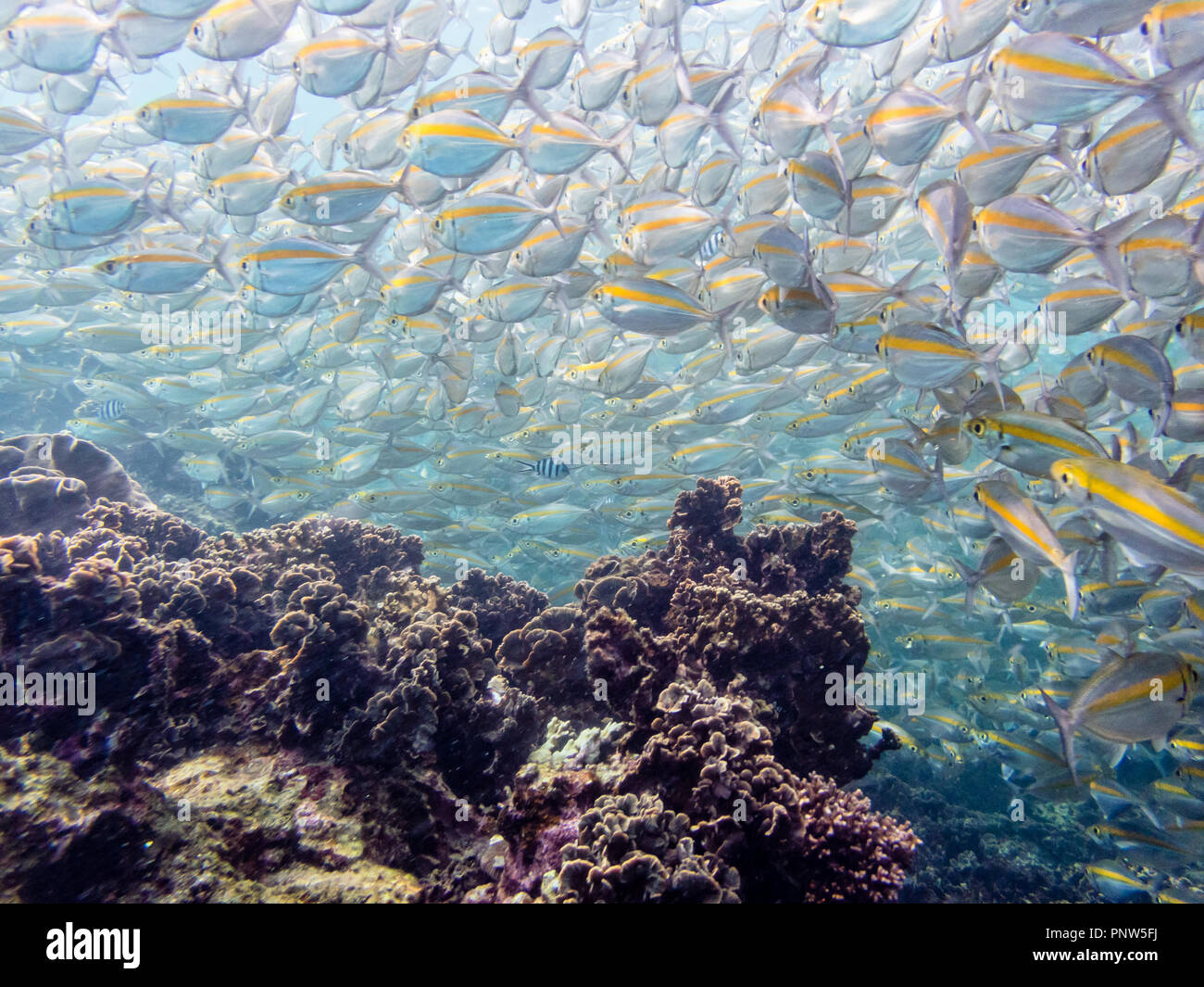 Le foto subacquee gruppo di Goldband Fusilier o Pterocaesio Chrysozona è un pesce di mare allevamento con un luminoso giallo piscina bellissima al di sopra del cor Foto Stock