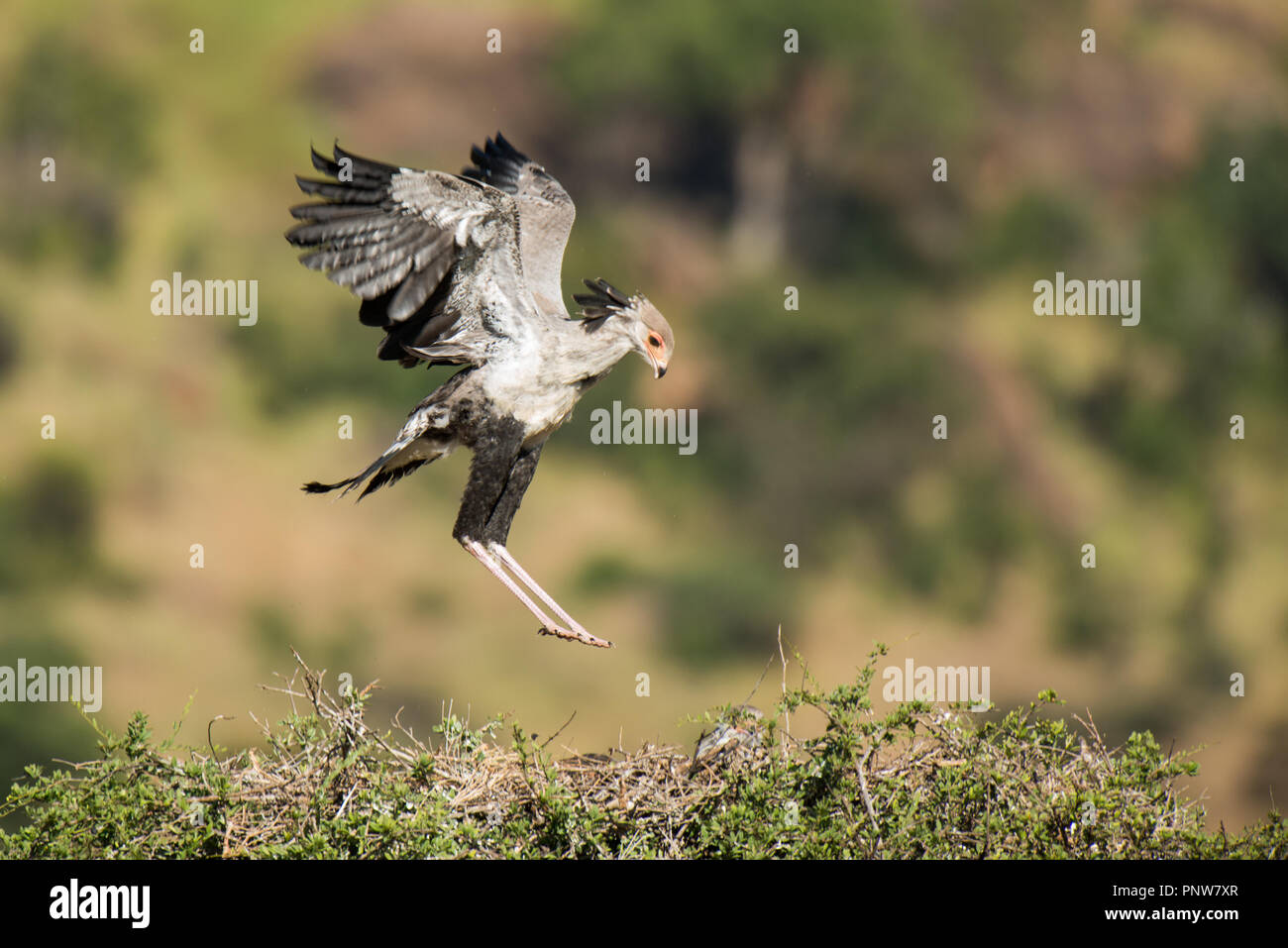 Gli uccelli di preda, Segretario bird. atterraggio su nestSagittarius serpentarus) Foto Stock