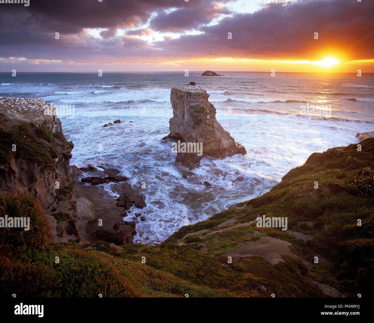 La Nuova Zelanda. Isola del nord. Regione di Auckland. Muriwai Beach. Foto Stock