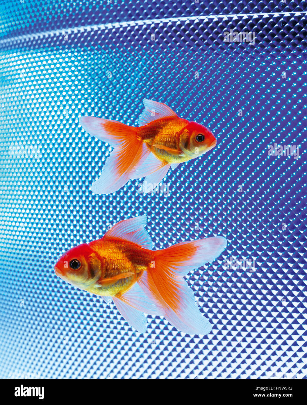 Due goldfishes nuoto con texture metallica dello sfondo. Foto Stock