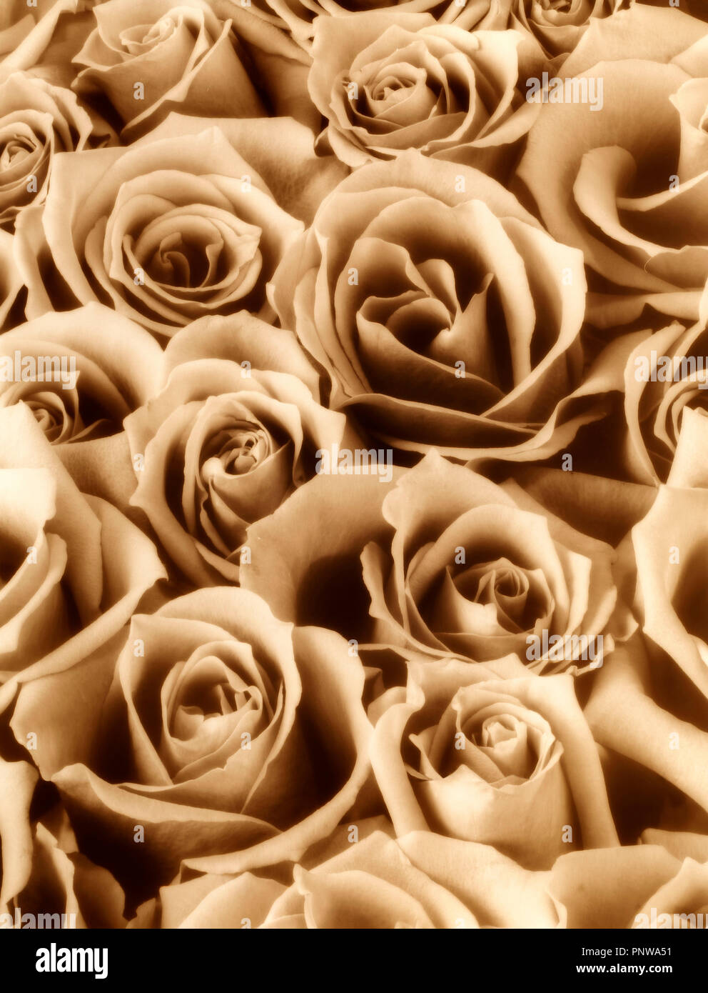 Ancora vita close up mazzo di rose. Tonalità seppia immagine monocromatica. Foto Stock