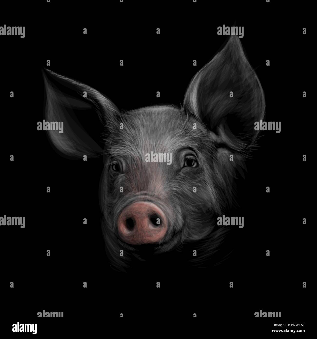 Ritratto di una testa di maiale su uno sfondo nero. Il cinese segno zodiacale Anno di maiale Illustrazione Vettoriale