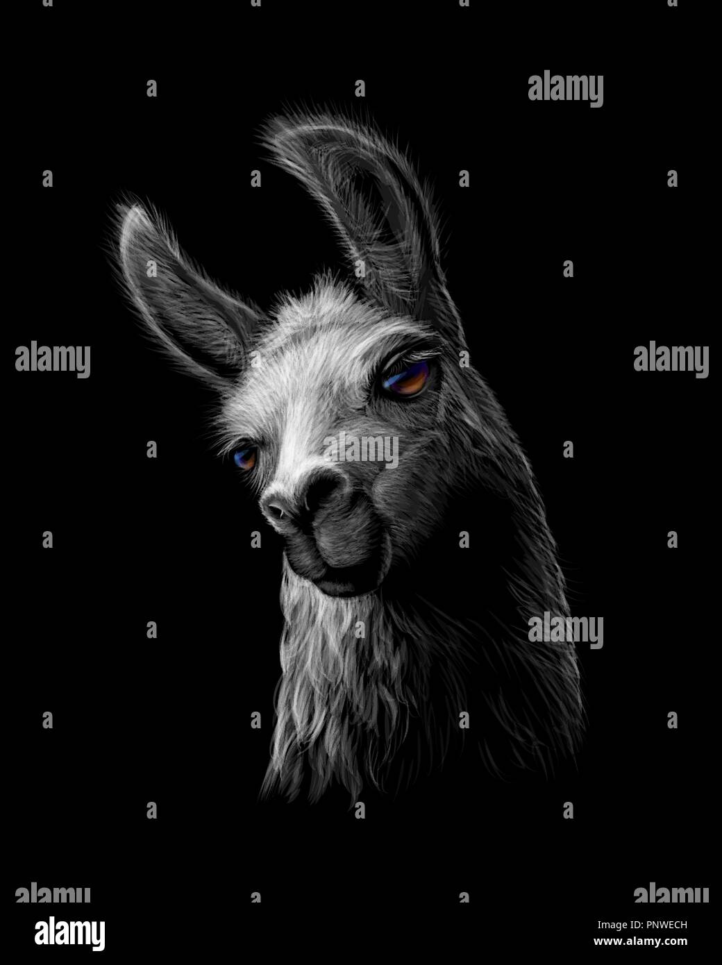 Ritratto di una testa di lama su uno sfondo nero Illustrazione Vettoriale