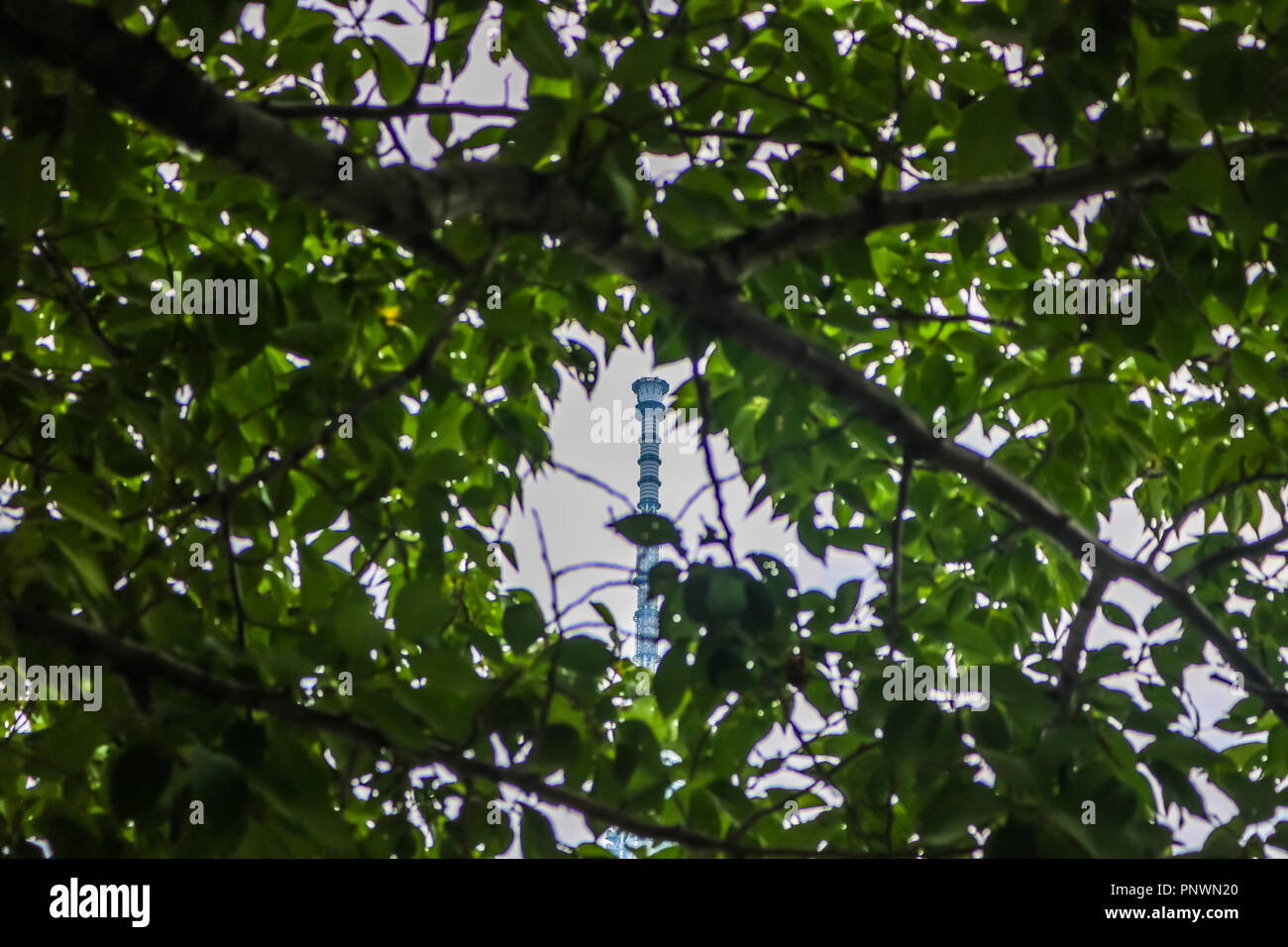 Tokyo Skytree vista attraverso una struttura ad albero Foto Stock