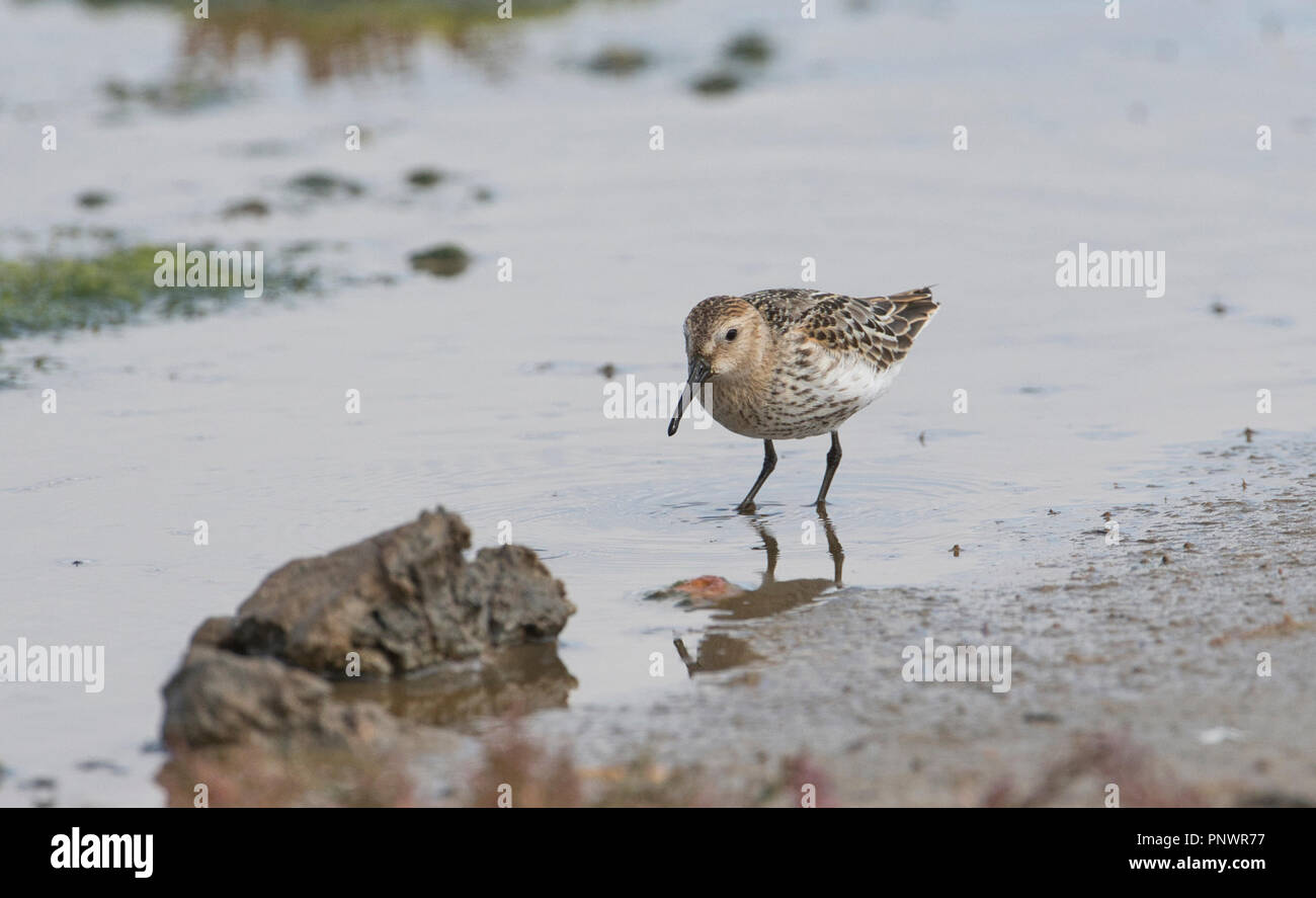 I capretti Dunlin (Calidris alpina) alimentazione in acqua poco profonda. Foto Stock