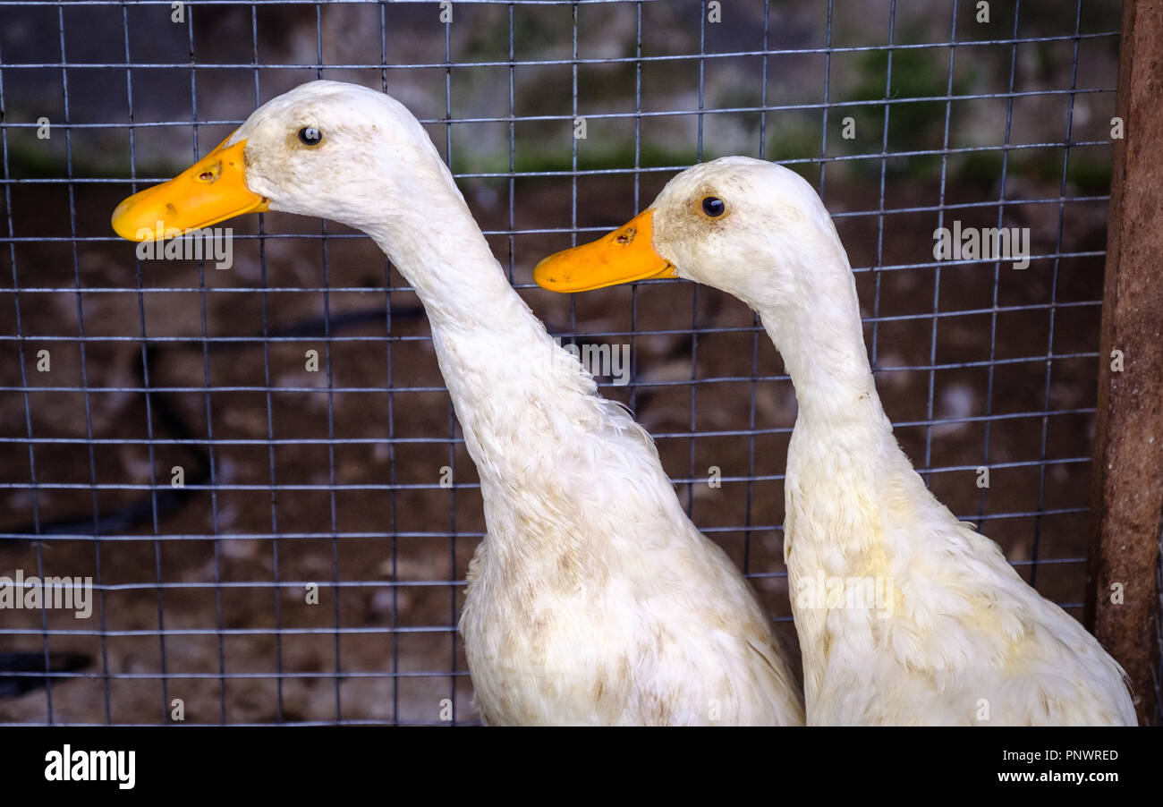 Vivere le anatre in vendita su un mercato a Bali Foto Stock