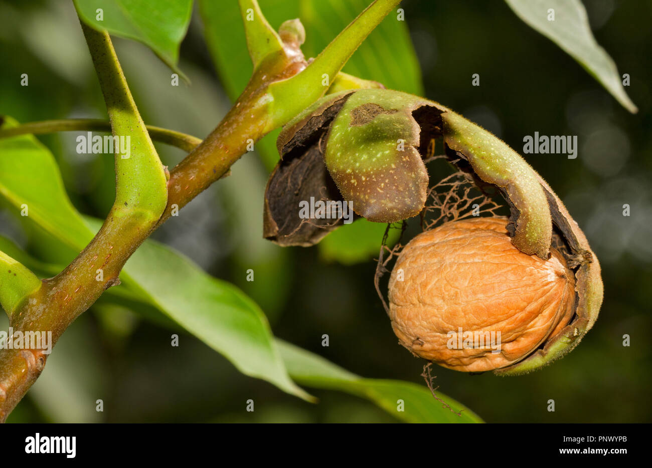 Dado mature di un albero di noce, dado, sansa e foglie Foto Stock