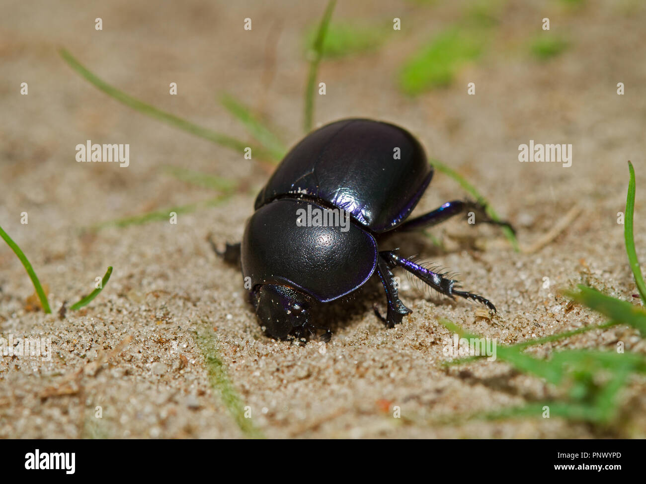Dor, Geotrupes stercorarius, una massa-noioso dung beetle, iniziando a scavare un buco nella sabbia Foto Stock