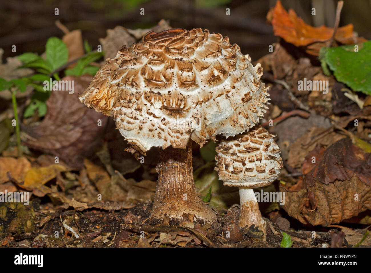 Due funghi bianco, una grande e una piccola Shaggy parasol, il giovane uno in piedi sotto il tappo di quello vecchio Foto Stock