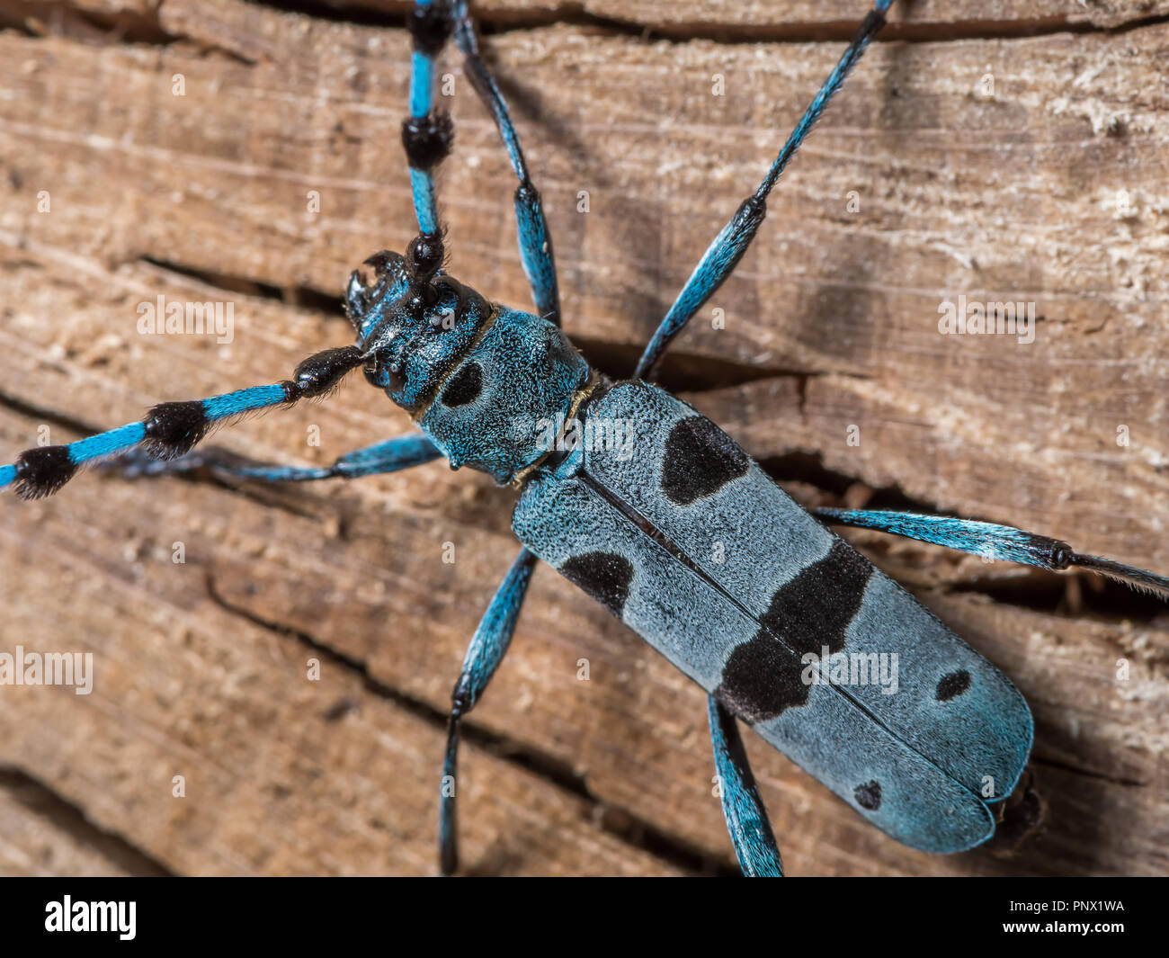 Alpino femminile longhorn beetle (Rosalia alpina, Cerambycidae) su un faggio Foto Stock