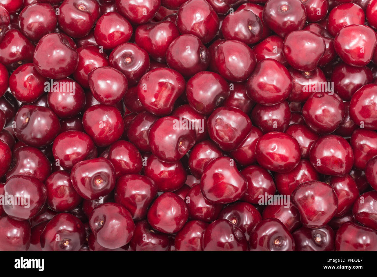 Texture di freschi frutti di ciliegio. Prunus avium. Fruttato rosso sfondo. Pila dolce di ciliegie mature pieno di vitamine, antiossidanti e un delizioso succo. Foto Stock