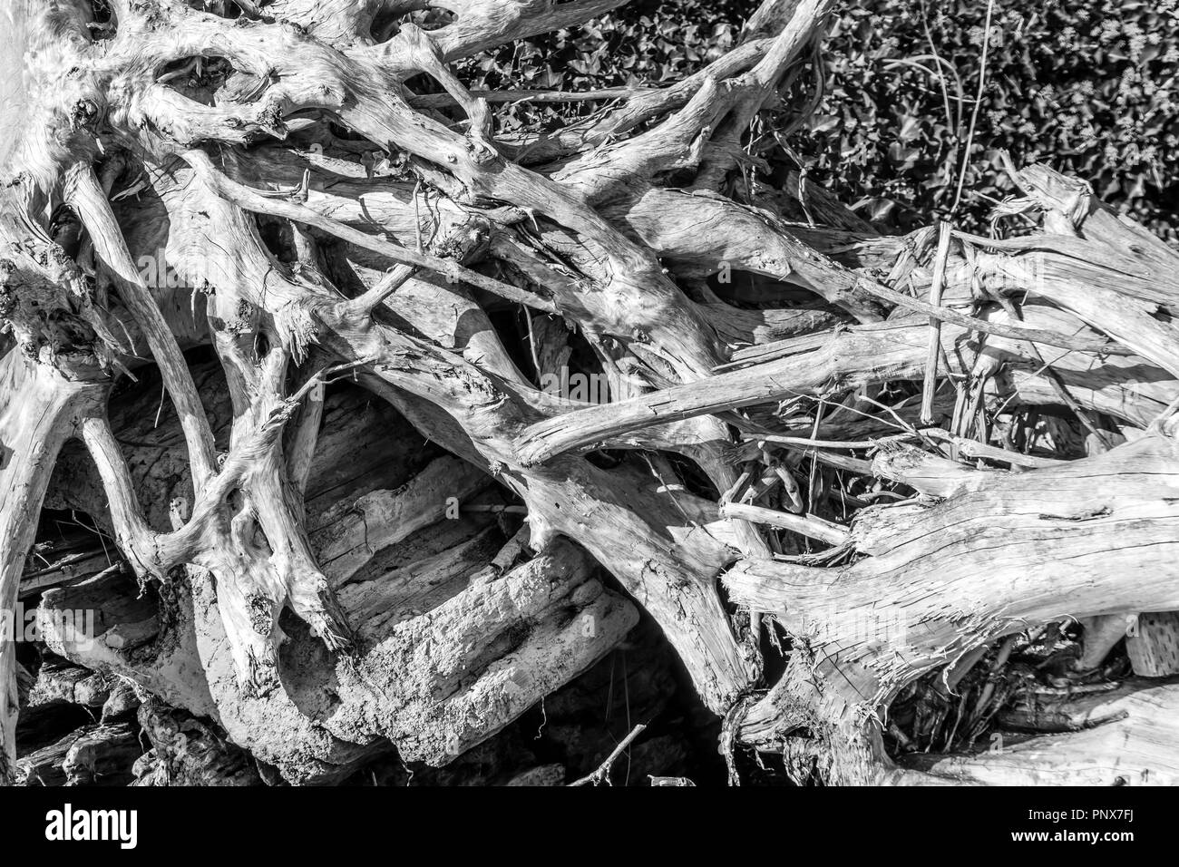 Un primo piano colpo di aggrovigliarsi driftwood. Foto Stock