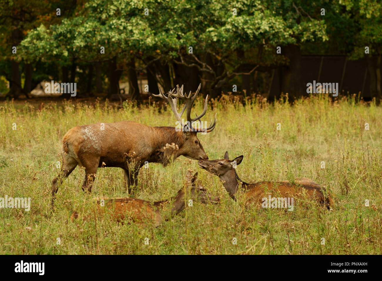 Un cervo amore. Un europeo di cervi rossi stag bacia la sua hind durante la stagione di solchi. Foto Stock