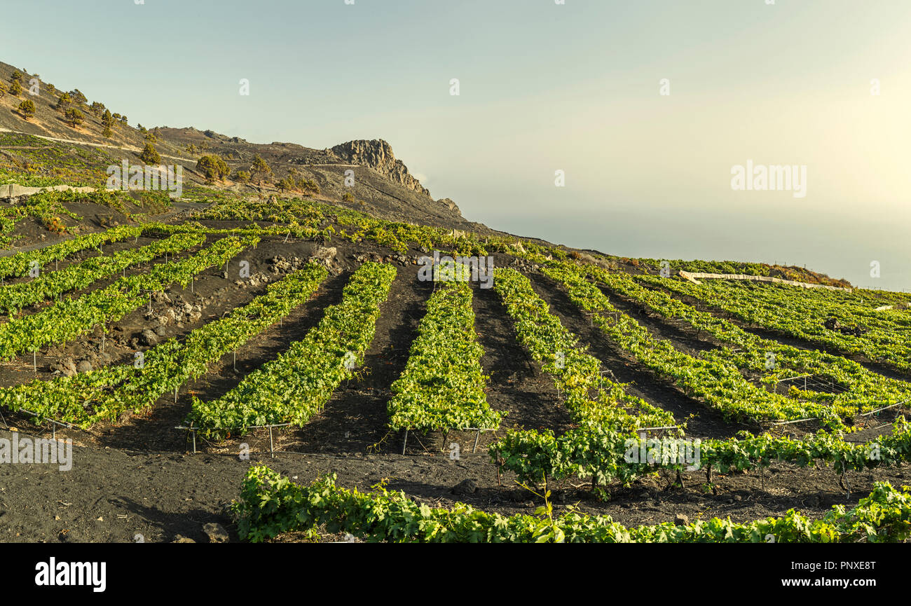 Vigneti su campi di lava a Fuencaliente, La Palma Isole Canarie Foto Stock