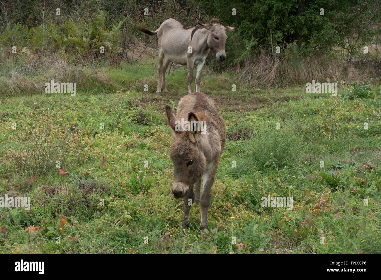 Donkey mare e puledro in campo. Sardegna Italia Foto Stock