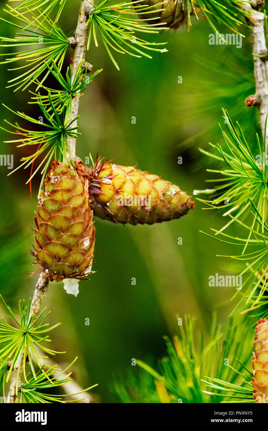 Fantastico larice sezione con i coni e gli aghi ,composizione verticale , colori saturi , il fuoco selettivo Foto Stock