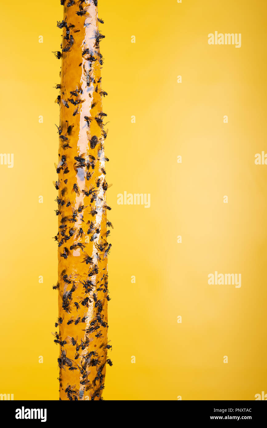 Carta moschicida immagini e fotografie stock ad alta risoluzione - Alamy