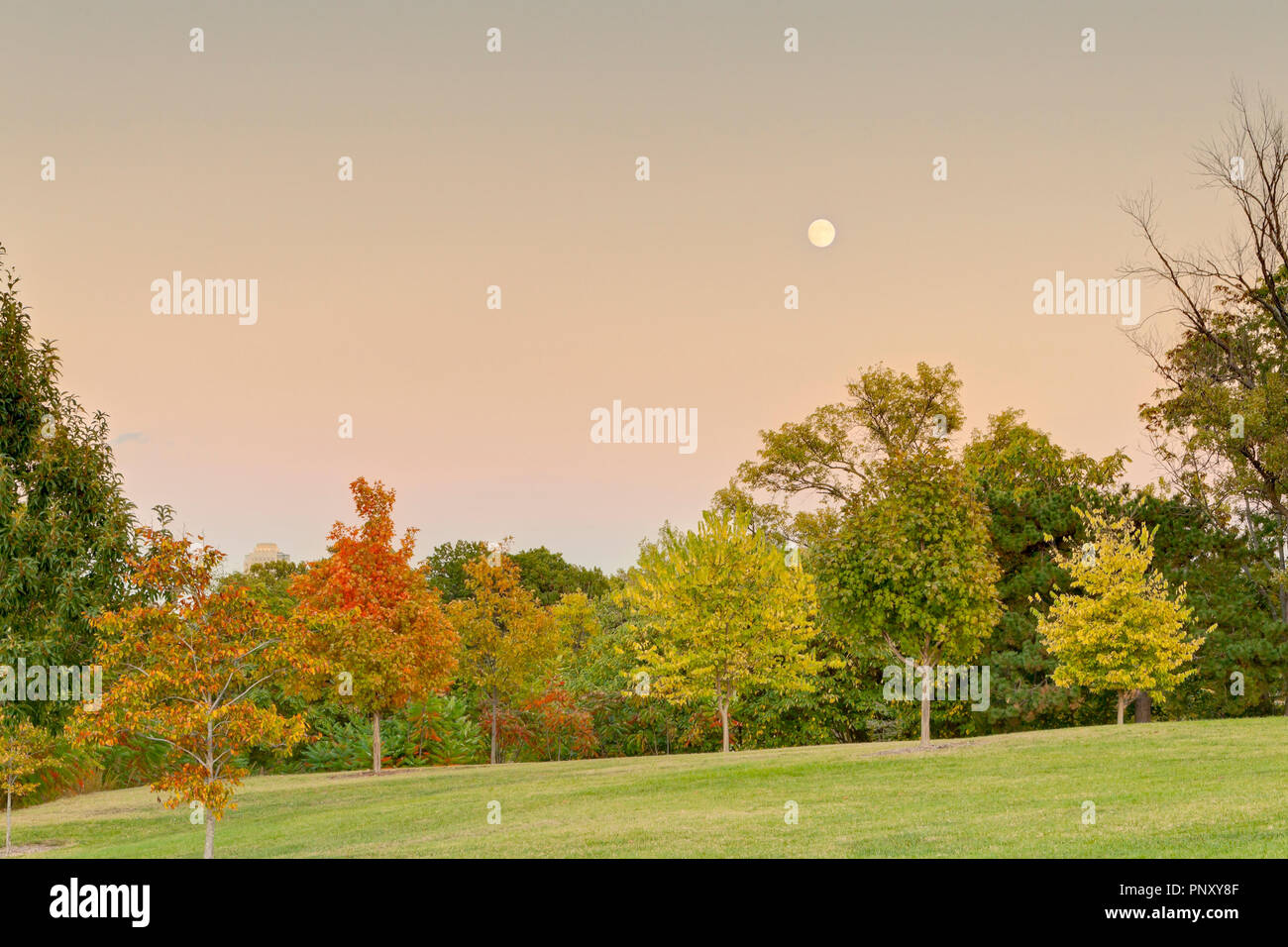 Quasi pieno il cacciatore Moon Rising appena prima del tramonto su Forest Park. Foto Stock