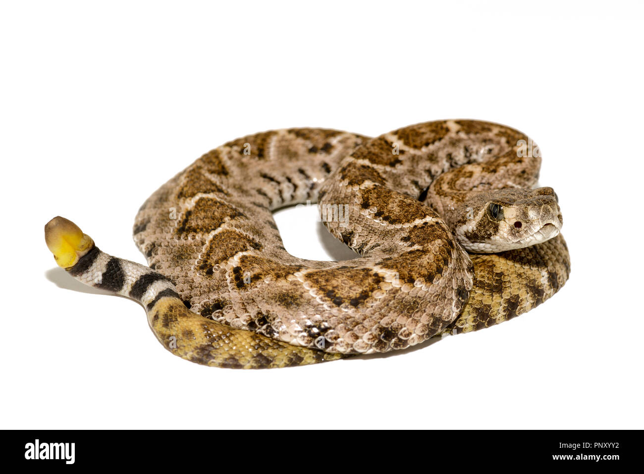 Western diamondback rattlesnake o Texas diamond-back (Crotalus atrox) su sfondo bianco Foto Stock