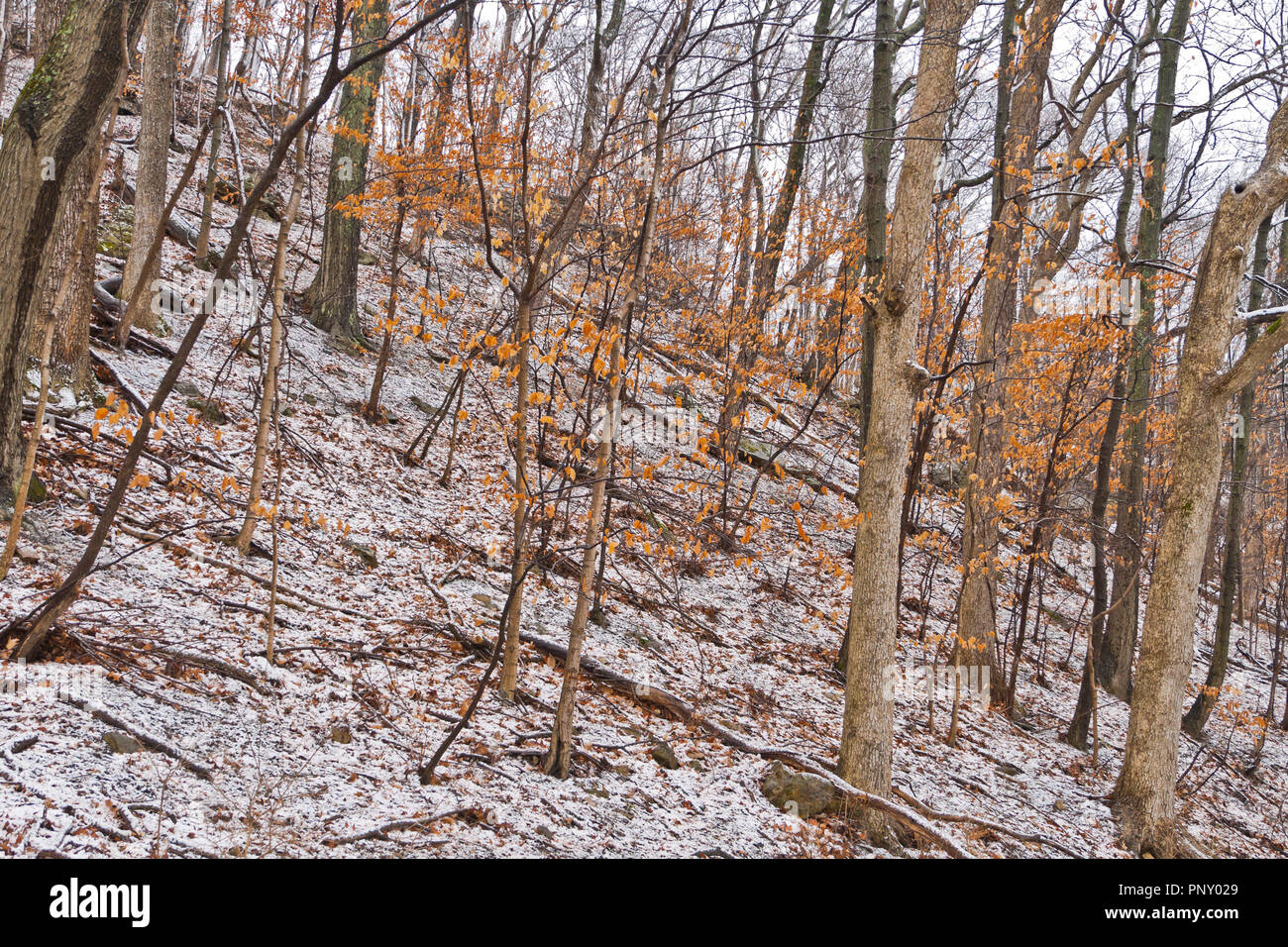 Foglie di colore arancione dallo scorso autunno si aggrappano agli alberi su una collina ricoperta con la neve come marzo arriva come un leone a San Louis Creve Coeur Park su un inverno Foto Stock