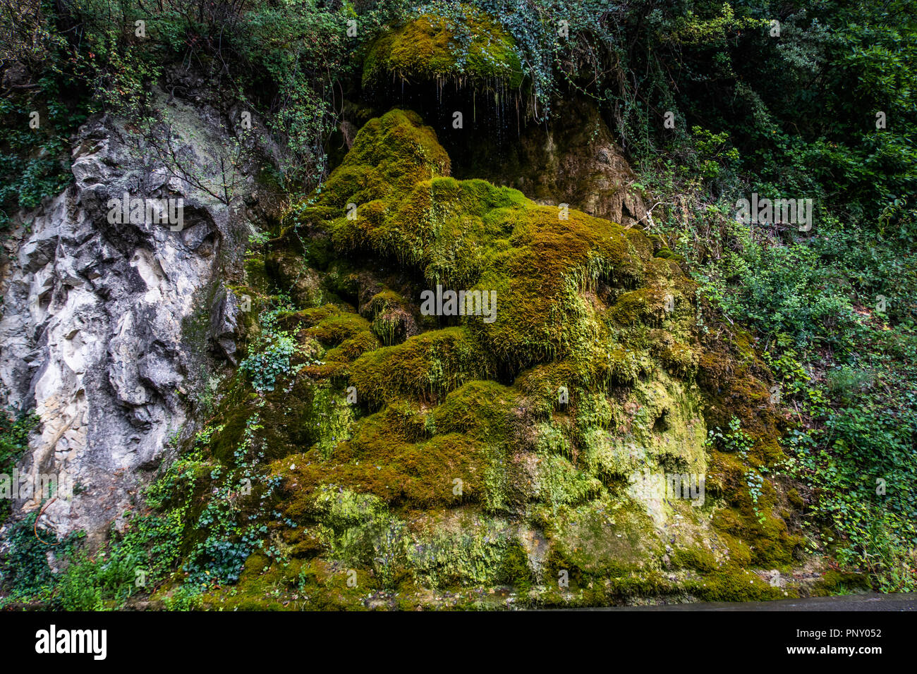 Moss sulle rocce in Francia con acqua Foto Stock