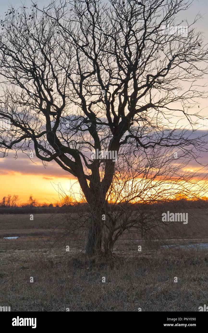 Rami spogli di una golden-albero di pioggia stagliano contro un tramonto colorato a San Louis Bellefontaine Area di conservazione. Foto Stock