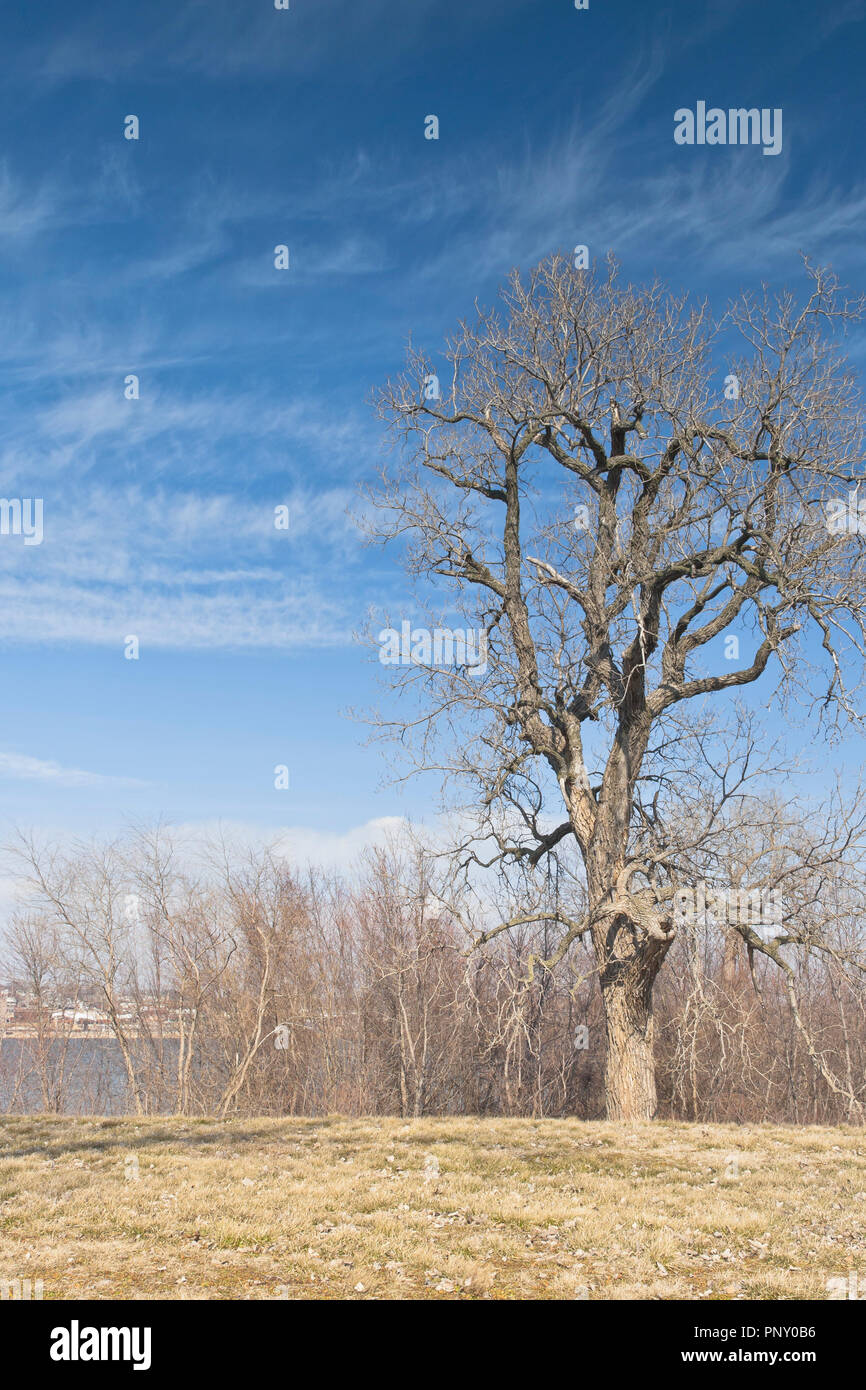 Un albero sotto un cielo blu striato di nuvole al Lincoln-Shields Recreation Area sul lato Missouri del fiume Mississippi. Foto Stock