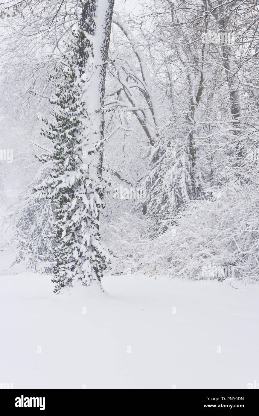Domenica delle Palme nevicata cappotti cespugli e un vitigno di arrampicarsi su un albero a January-Wabash Park. Foto Stock