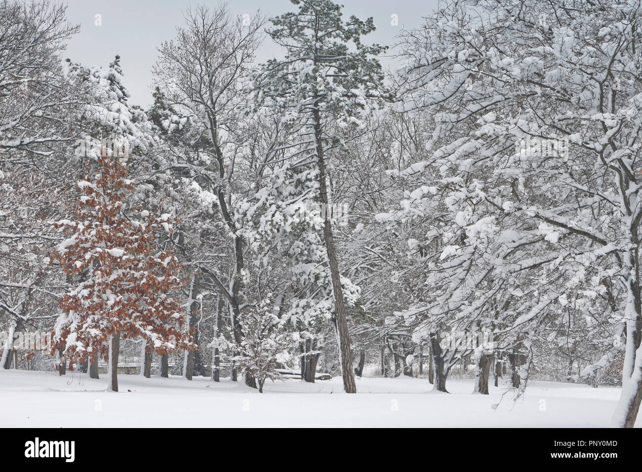 Neve dal giorno precedente attaccarsi ai rami di alberi dà il paesaggio a San Louis Forest Park un fresco, inverno-come l'apparenza in primavera. Foto Stock