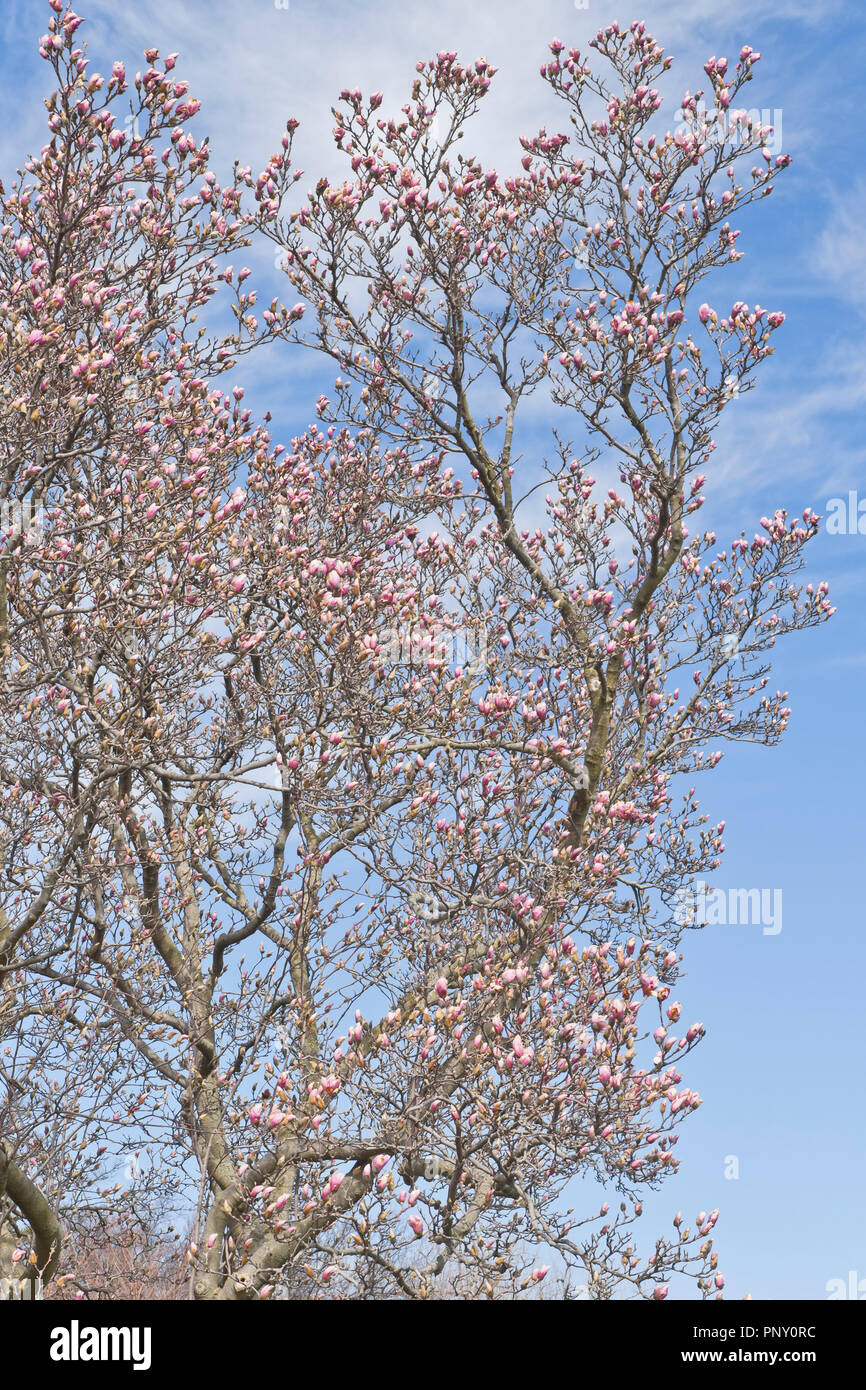 I boccioli di rosa di un piattino albero di magnolia inizio alla fioritura si stagliano contro uno sfondo di cielo blu e bianco wispy cirrus nuvole in una giornata di primavera. Foto Stock