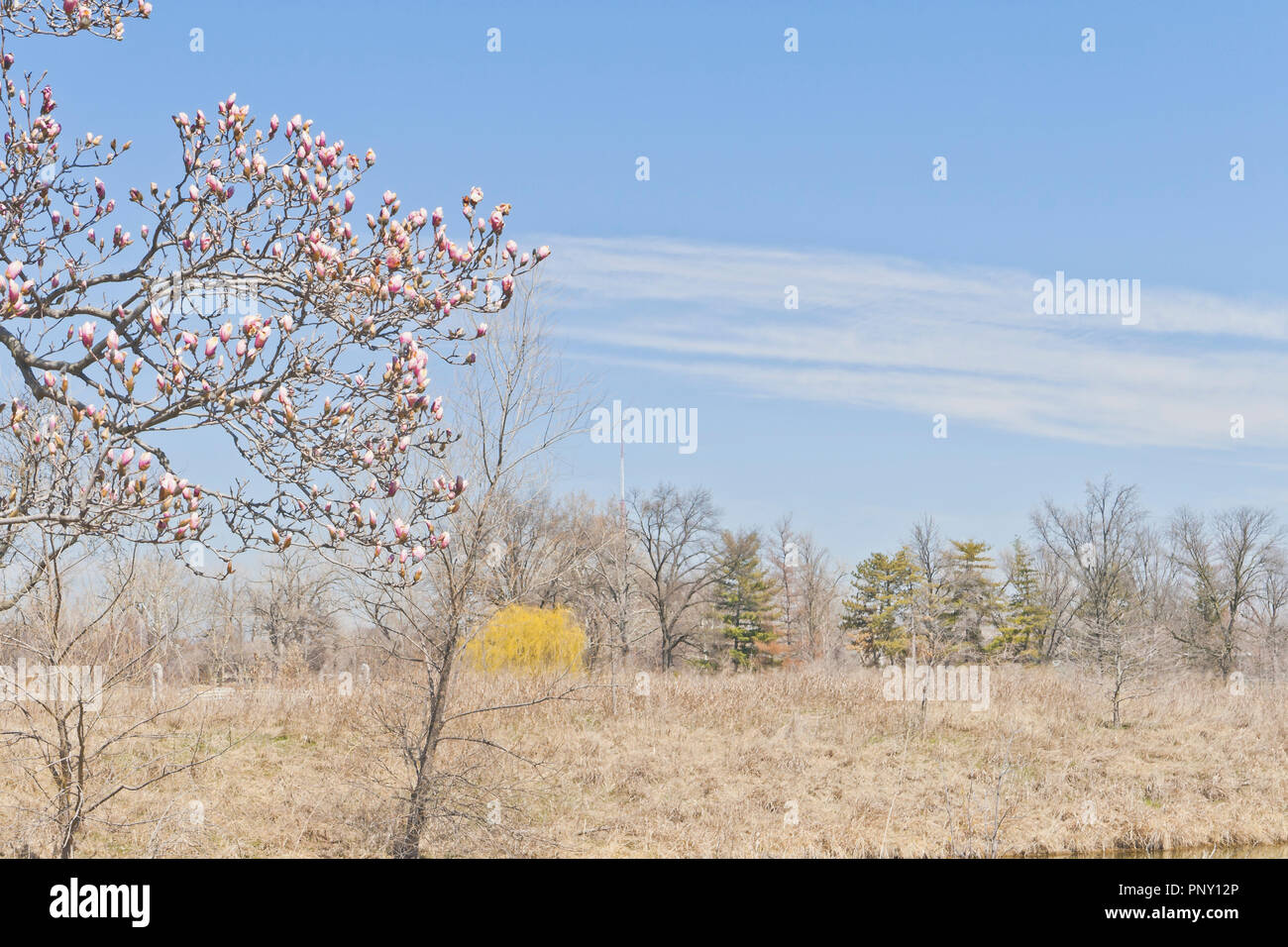 Rosa boccioli di fiori di un piattino albero di magnolia inizio a fiore, un salice piangente albero con molla dorata fogliame, e un flusso di bianco cirrus nuvole Foto Stock