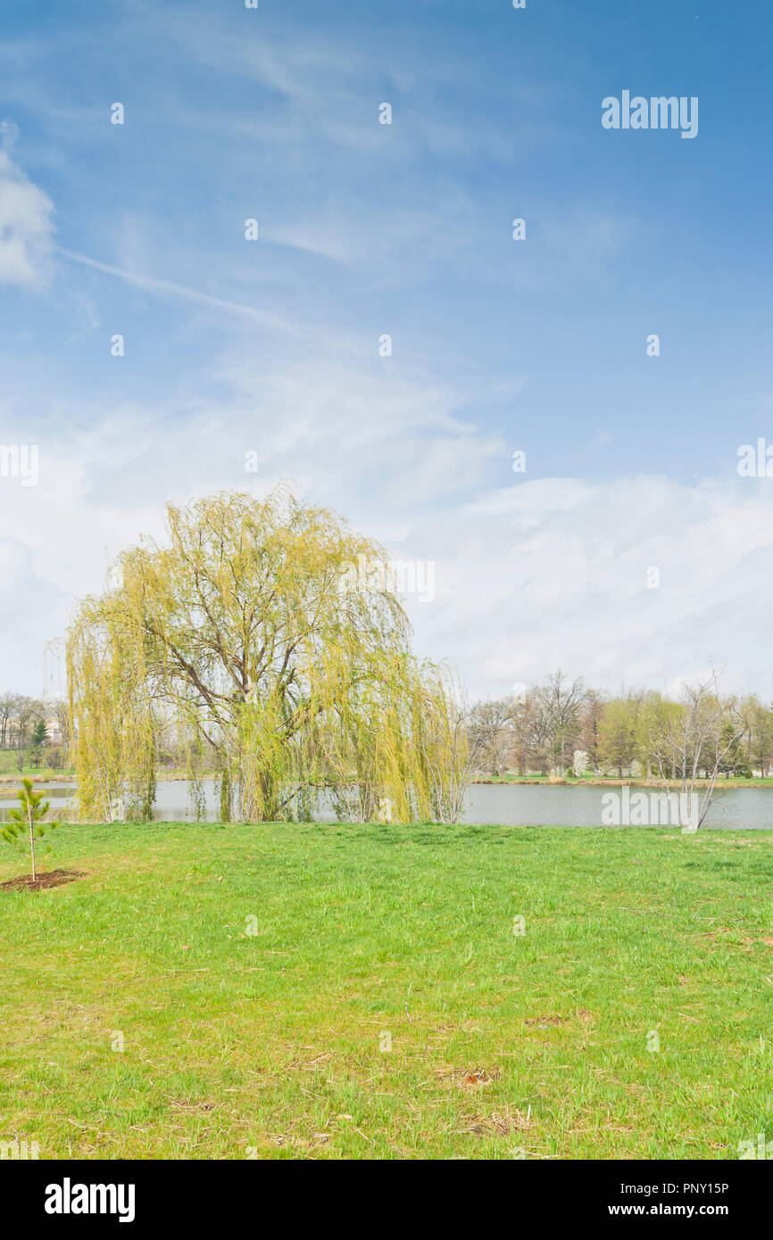 Giallo amenti del salice piangente albero gleam golden tra erba verde fogliame nella luce del sole accanto al lago Post-Dispatch presso San Louis Forest Park. Foto Stock