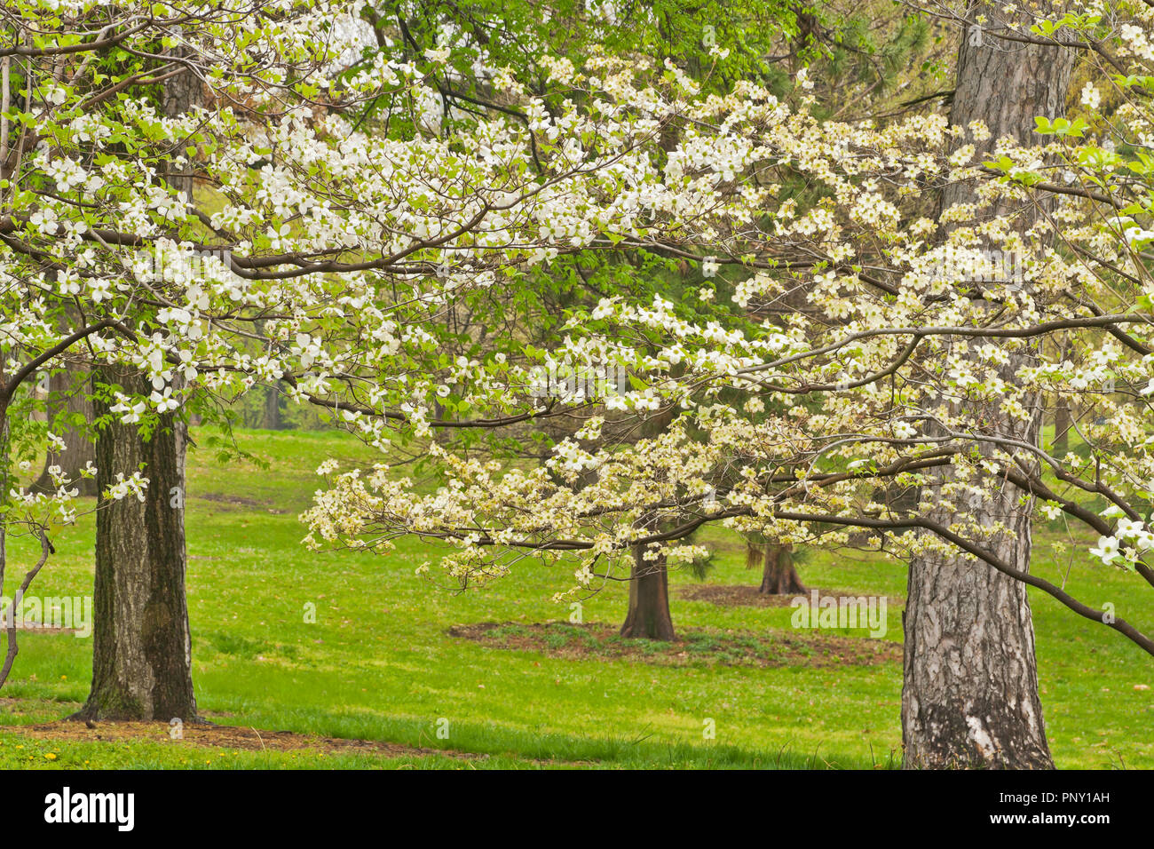 Fioritura sanguinello in fiore in una piovosa giornata di primavera da Murphy Lago di Forest Park. Foto Stock