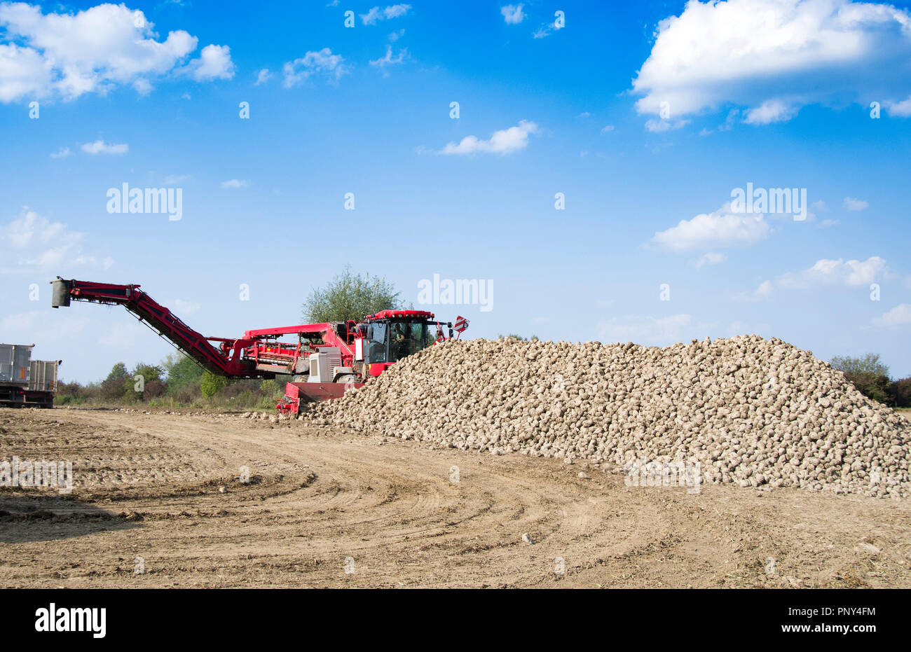 Veicolo agricolo la raccolta delle barbabietole da zucchero a soleggiata giornata autunnale Foto Stock