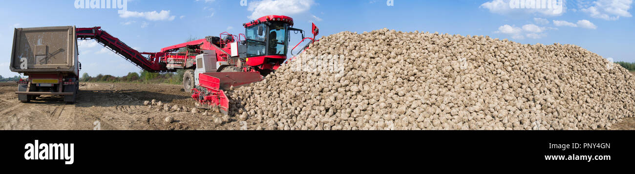 Veicolo agricolo la raccolta delle barbabietole da zucchero a soleggiata giornata autunnale. Panorama Foto Stock